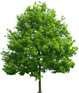 Green Tree  