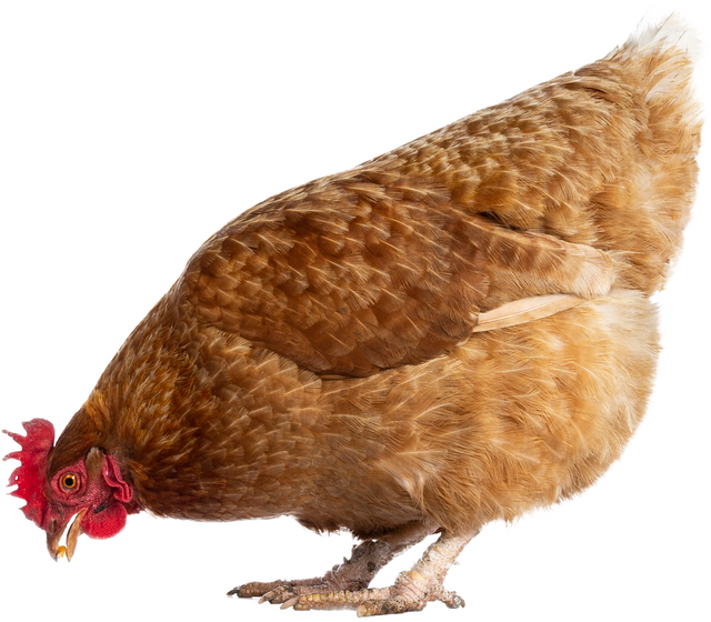 Brown Barnevelder chicken hen, on transparent background 